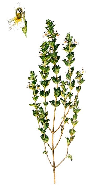 Euphraise Officinale